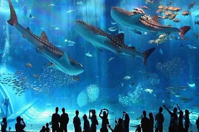 Grand Aquarium de Hurghada – photo 2