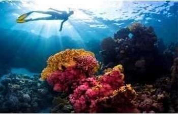 Snorkeling à Dolphin House (Sha’ab El Erg) – excursion Hurghada