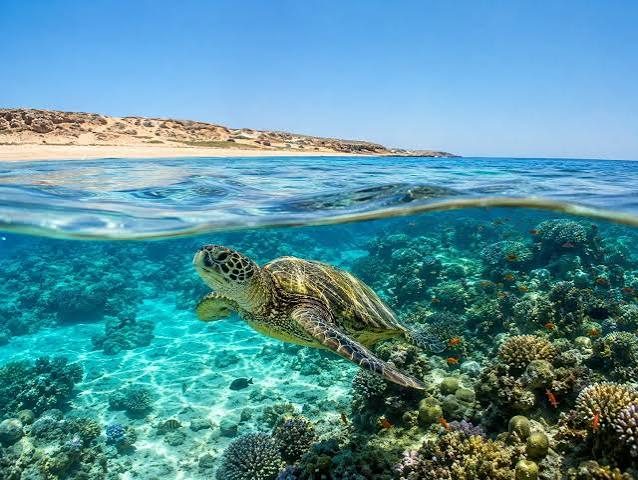 Snorkeling à Hurghada : les meilleurs spots de la mer Rouge