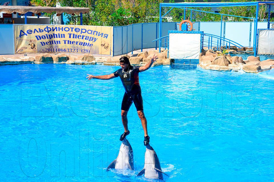 Spectacle de dauphins à Makadi – excursion Hurghada