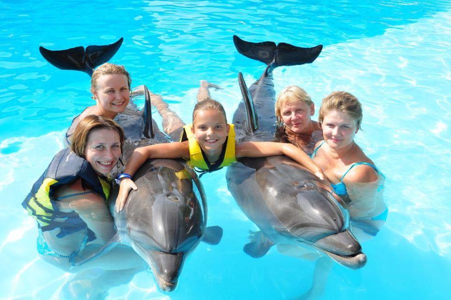 Spectacle de dauphins à Hurghada – photo 5