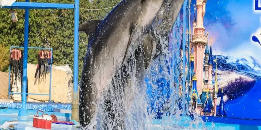 Spectacle de dauphins à Makadi – photo 2